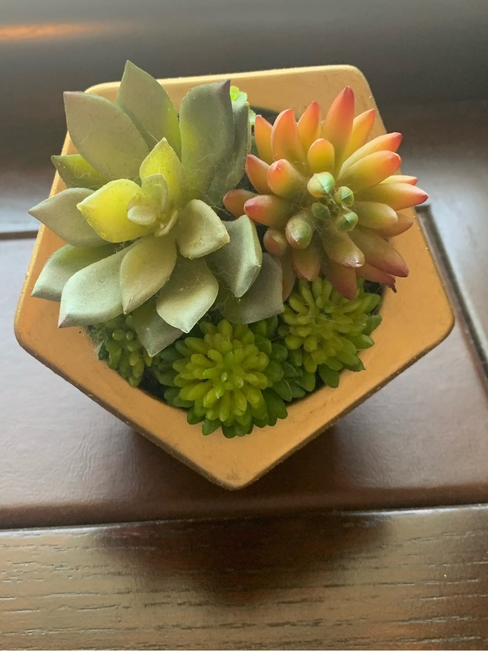 Table top plastic succulent plant